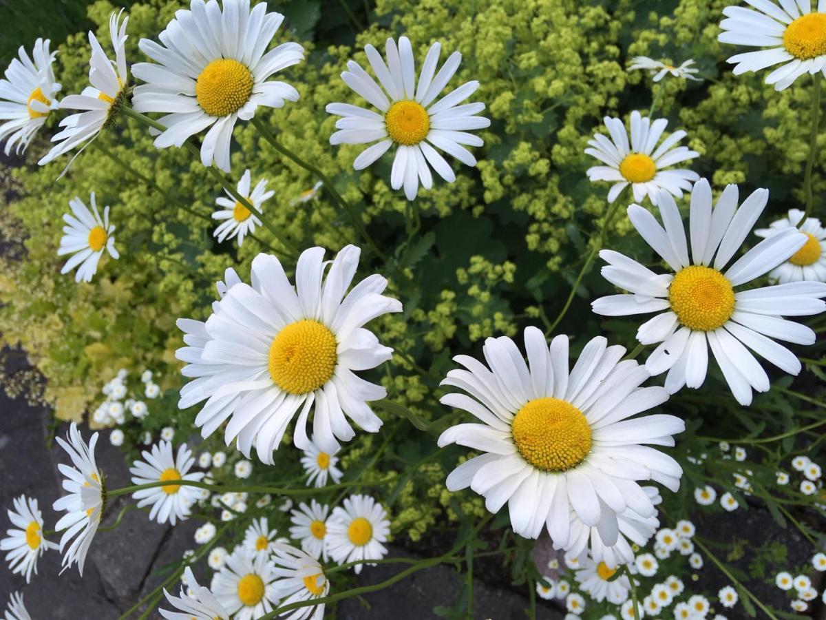 Naturskoent Boende Vid Sjoe Skånes Fagerhult Buitenkant foto